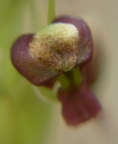 Pterygodium nigrescens flower pale median sepal